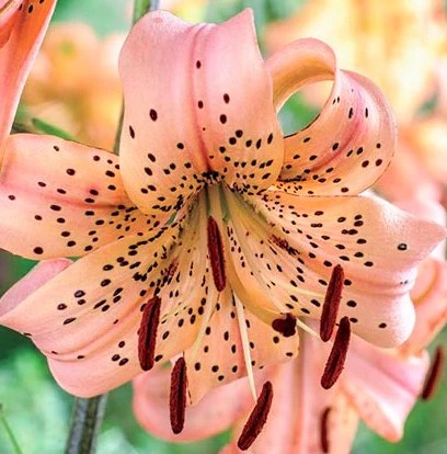 blurred image of a pink tiger lilly which comes into focus upon cursor hover