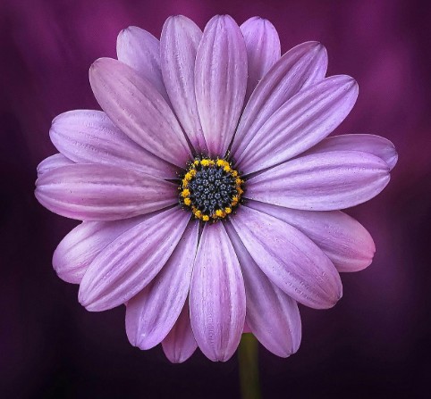 photo of a purple flower used as placeholder image